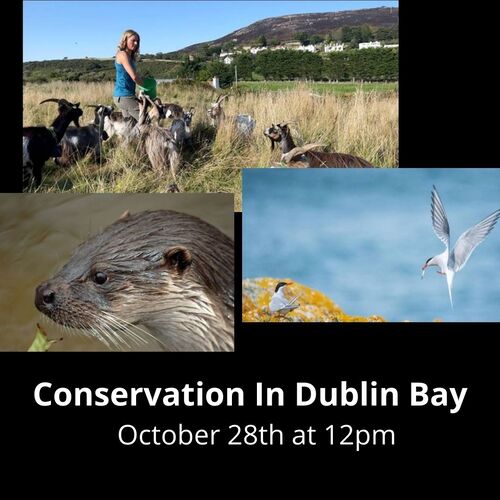 Free Webinar -Conservation in Dublin Bay