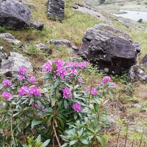 Workshops on Rhododendron Management