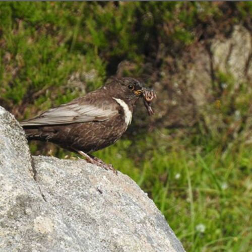 November webinar - Birds of the Kerry Biosphere